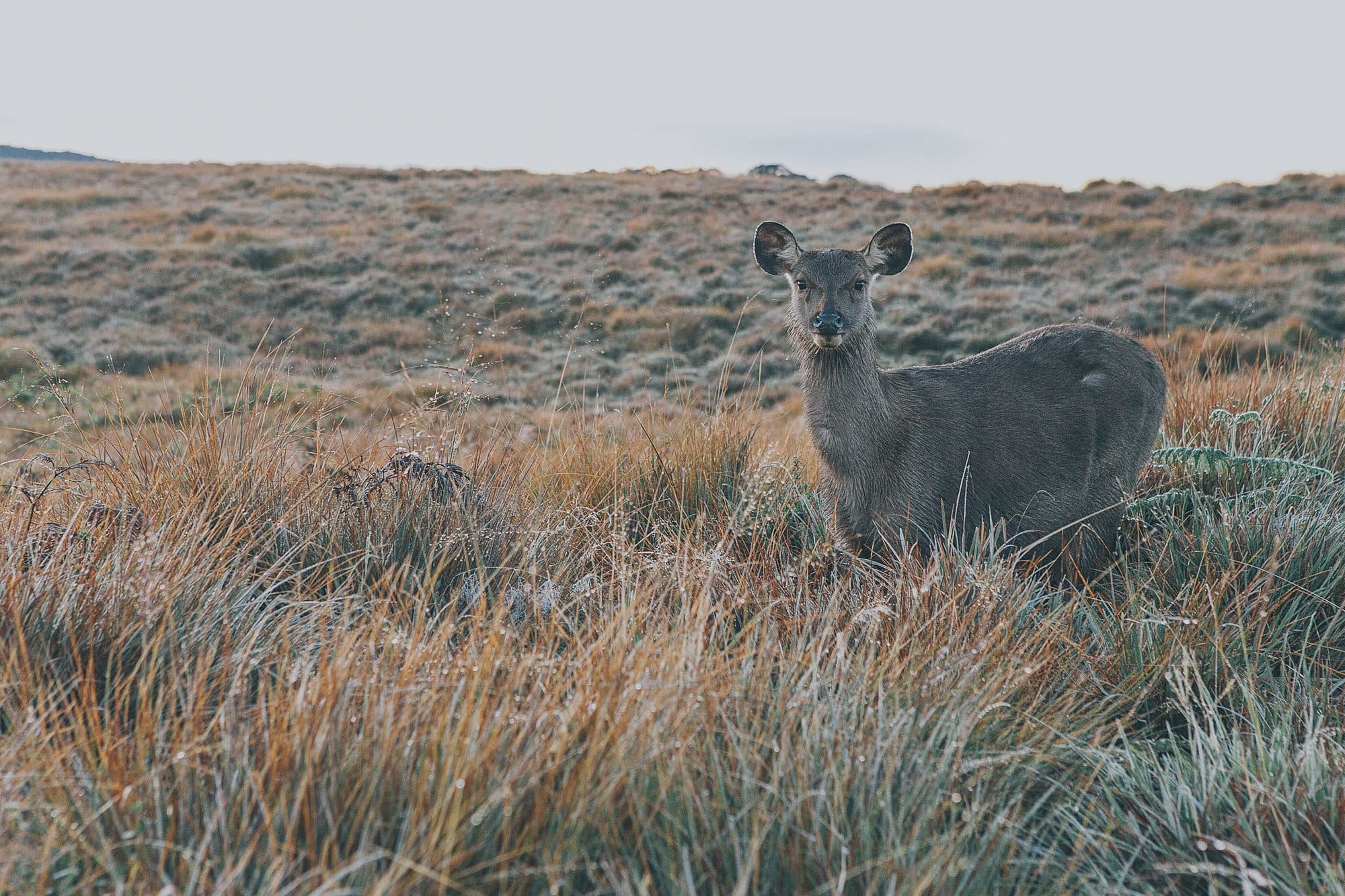 Horton Plains