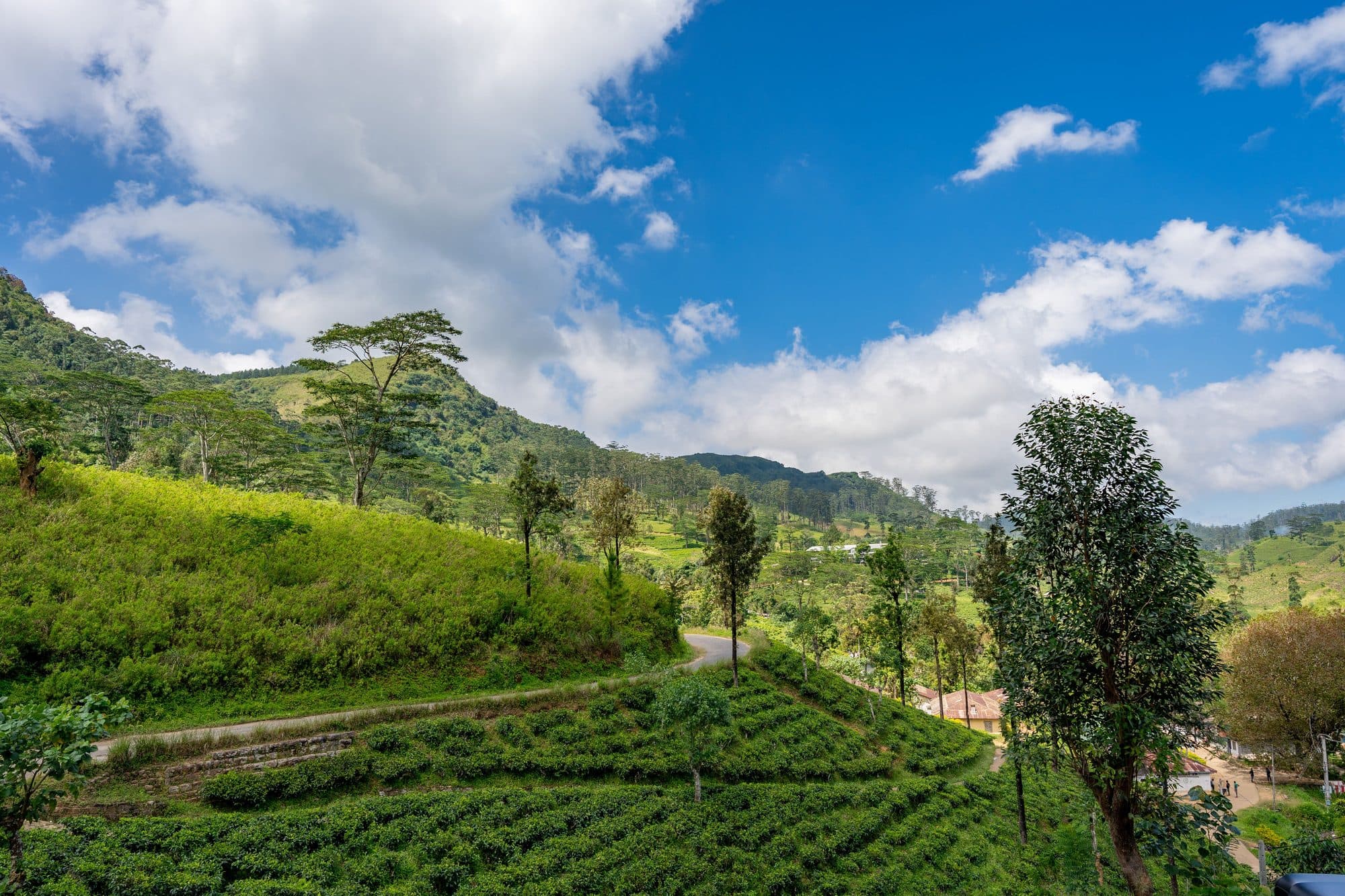 Nuwara Eliya