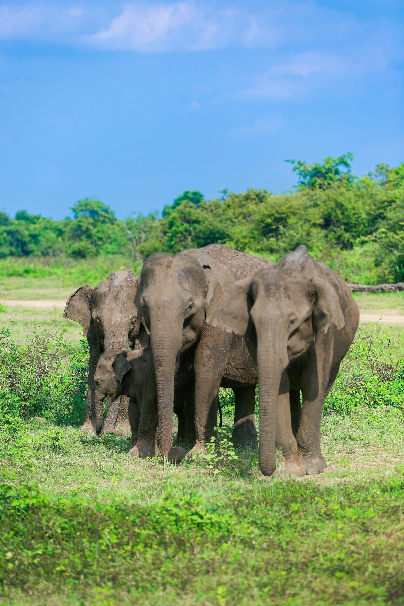 Udawalawe